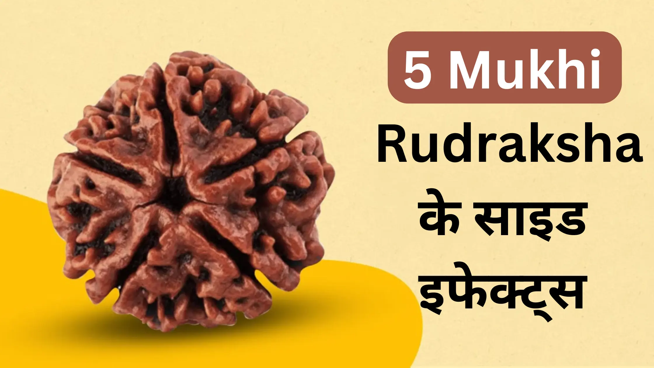 5 Mukhi Rudraksha Side Effects: क्या रुद्राक्ष पहनना चाहिए?